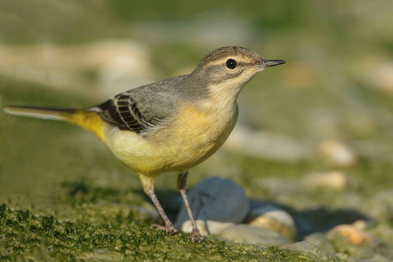 Ballerina gialla (Motacilla cinerea)